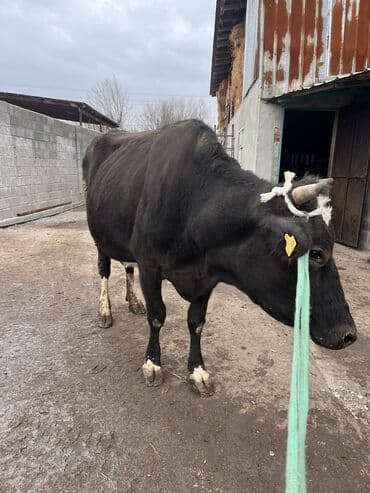 коровы молочной породы купить: Продаю | Корова (самка) | Для молока | Привязанные — 7