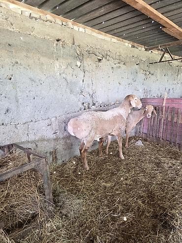 восточно европейские овчарки: Продаю | Овца (самка), Баран (самец) — 2