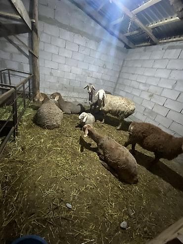 куры марьям бишкек: Продаю | Овца (самка), Ягненок | Для разведения | Матка — 5