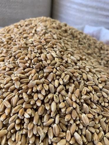 соевый изолят: Таза буудай Сумолоко Интенсивный 100% Сумолок Сумолок — 2