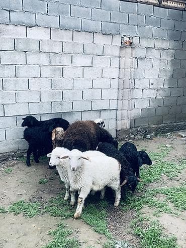 коза заненская: Продаю | Овца (самка) | Для разведения | Матка — 2