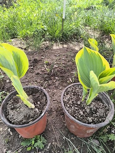 гипсофилы цена: Хоста Либерти 2 ростка -1000с 1 росток -950 с в наличии много разной — 2