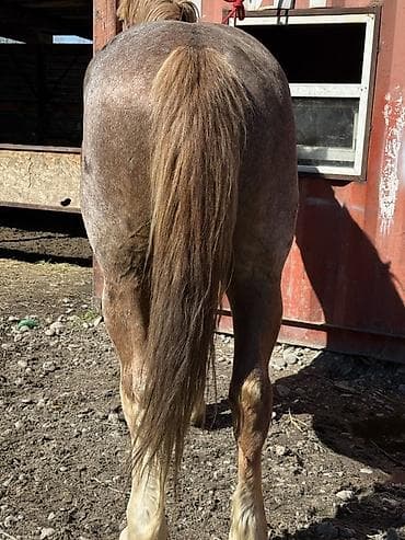 ахалтекинская лошадь цена: Продаю | Конь (самец) | Рабочий | Осеменитель — 2