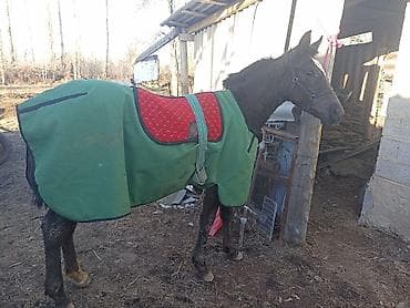 Продаю | Жеребенок | Английская | Для разведения, Конный спорт