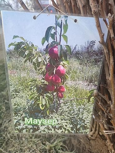 фрукты: Саженцы плодовых деревьев (разные сорта) - Черешня «Мелитополь — 2