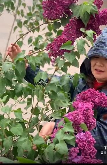 цветы сирень: Цветущий куст сирени с пышными гроздьями цветов насыщенного — 1