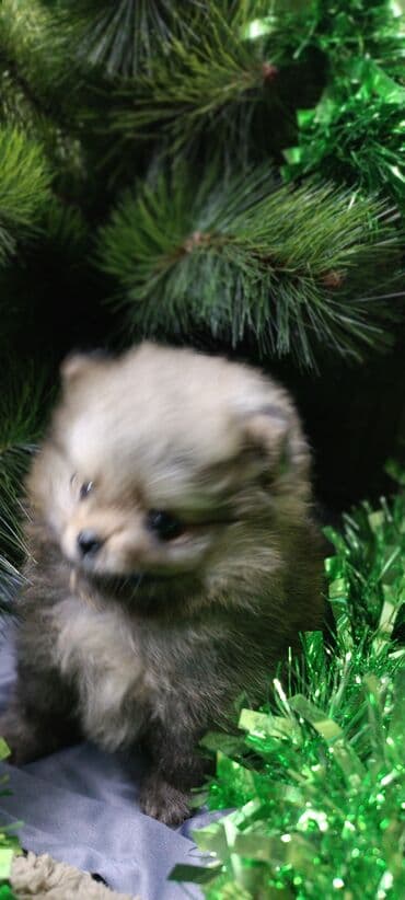 миска для животных: Шпиц, 1 месяц, Самец — 2