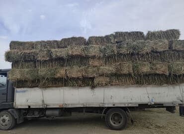 мейн кун бишкек питомник lyubushka купить котенка цена: Сено в тюках - Прессованные прямоугольные тюки сена, уложенные для — 1