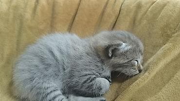 голая кошка сфинкс цена: Кошка даром: Беспородная, 1 месяц, Мальчик, Метис — 4