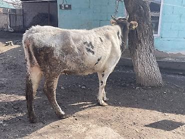 Куры, петухи: Продаю | Корова (самка) | Для молока — 8