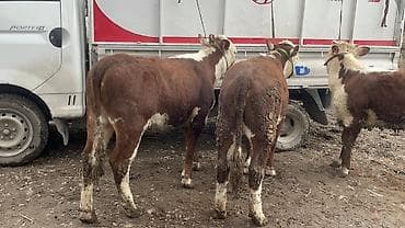 дойыный карова: Продаю | Корова (самка), Тёлка | Герефорд | На откорм, Для разведения, Для молока — 3