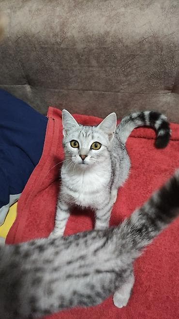 cat sofa: Кошки породы шотландская веслоузая . Кот и кошка. - характер — 4