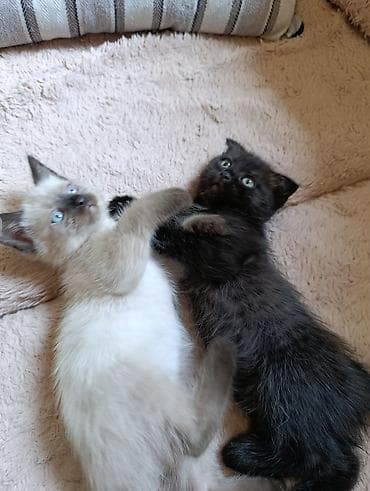 Кошки: Скотиш Фолд (Шотландская вислоухая), 2 месяца, Девочка — 3