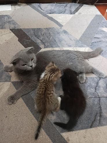 продам котят шотландских: Котята (скоттиш-страйт/фолд-тип). На фото мама — серая — 2