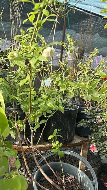 растет ли голубика в кыргызстане: Саженцы голубики в контейнерах - Культура: высокорослая голубика — 1