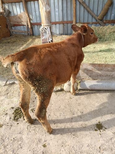 собака булдок: Сатам | Кунаажын | Байланган — 3