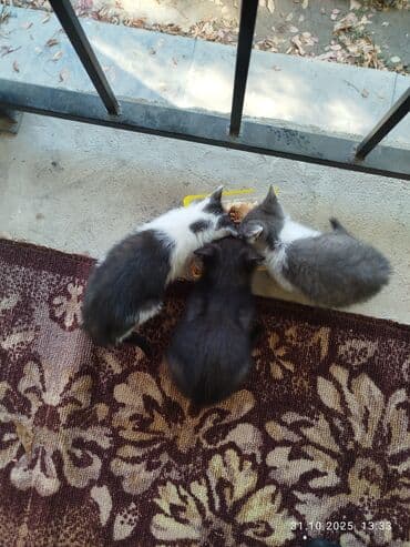 объявления о найденных животных: Котята отдам даром, хоть чучелом хоть тушкой. - Помёт из трёх — 1