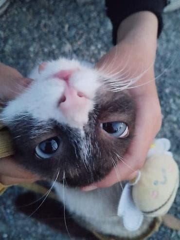 сколько стоит сиамские коты: Кошка даром: Сиамская, 4 месяца, Мальчик, Приучена к лотку — 1
