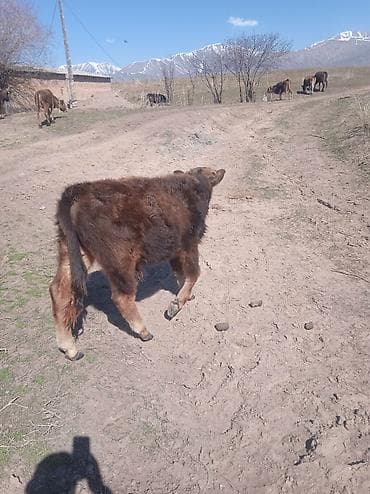 ветеринар вызов дом в бишкеке: Продаю | Бык (самец) — 4