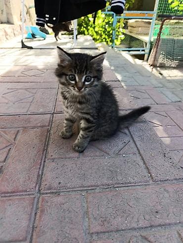 голая кошка сфинкс цена: Кошка даром: Беспородная, 2 месяца, Девочка, Приучена к лотку — 6