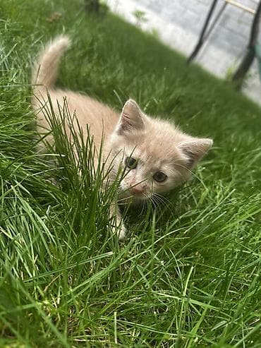 купить кот гол: Котята, помёт из трёх малышей: - Серый однотонный — пушистый, с — 3
