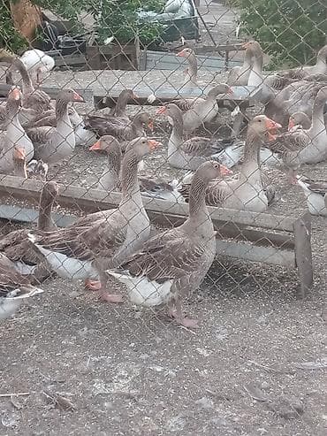 Домашние двух годовалые гуси,150шт оптом и в розницу, серого окраса