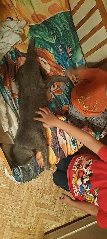 кошки британские: Нужна кошка для вязки кот с родословной чистокровный — 4