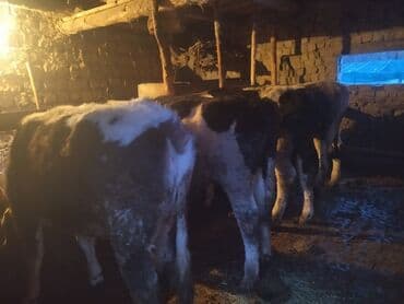 музо эркек: Сатам | Бука (эркек), Кунаажын — 10