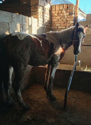 куда отдать собаку бишкек: Продаю | Конь (самец) | Рабочий — 1