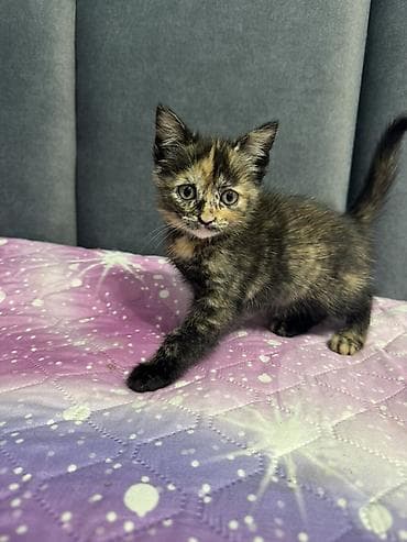 scottish fold: Кошка даром: Беспородная, 1 месяц, Девочка, Приучена к лотку — 2