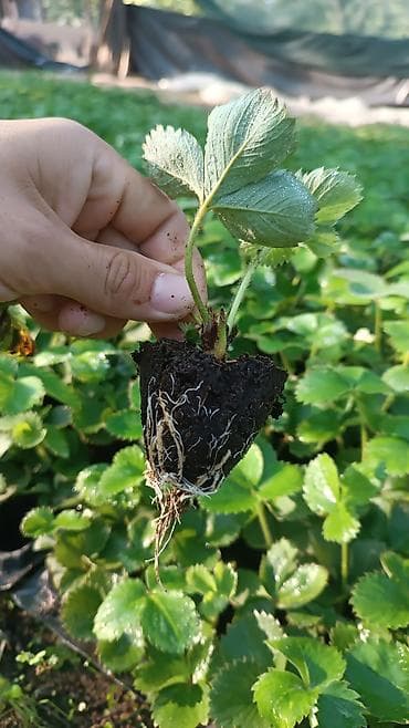 садовые навесы: Кулпунай кочот КЛЕРИ АЛЬБА Клубника кочотко заказ алып жатабыз — 3