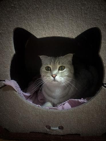 Скотиш Фолд (Шотландская вислоухая), 6 месяцев, Девочка, Серебристая шиншилла, Приучена к лотку, С прививками — 3