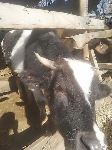 кочкор жер: Сатам | Бука (эркек) | Бордоп семиртүү үчүн — 2