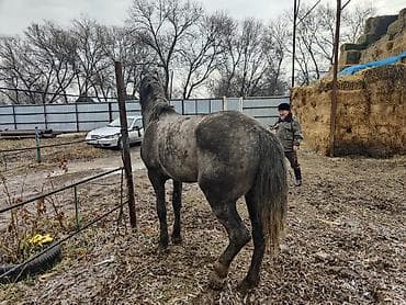 бышты: Сатам | Жылкы (эркек) — 5