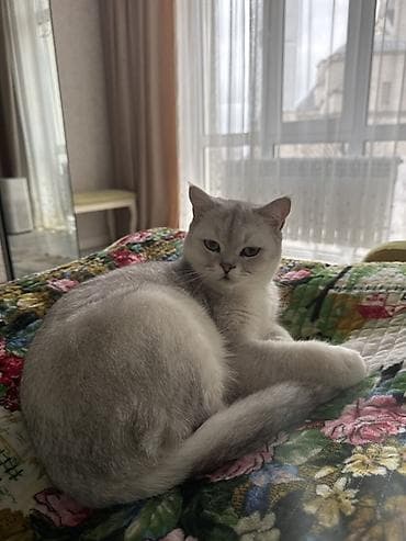 кошка шотланская: Шотландская кошка (окрас серебристый шиншилла) - Тип: домашняя кошка — 3