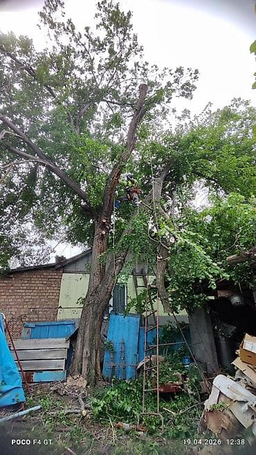 резка костей: Спил Деревьев Удаление деревьев, - Профессиональная валка деревьев — 1