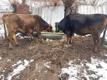 чешский коза: Продаю | Тёлка | Полукровка | Для разведения | Привязанные — 1