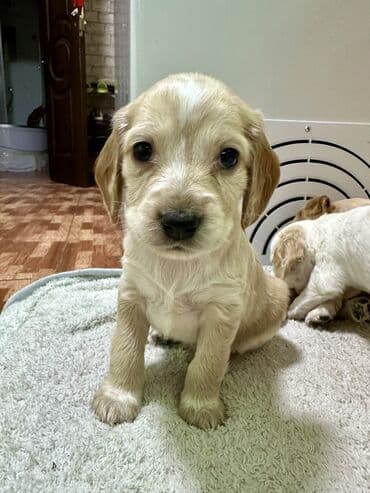 вязка алабай: Кокер-спаниель, 1 месяц, Самец — 10