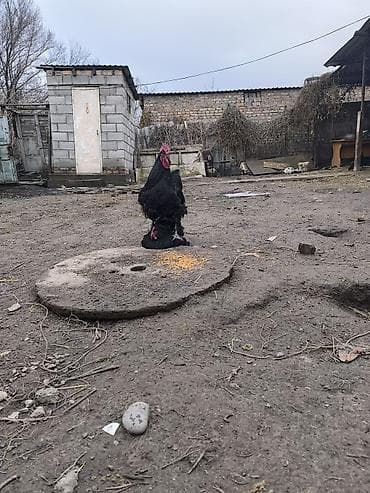 усыпление животных бишкек: Продаю | Куры | Для разведения — 5