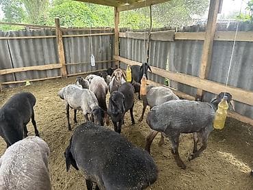 продажа кормов для сельскохозяйственных животных: Продаю | Баран (самец) | Для разведения — 1