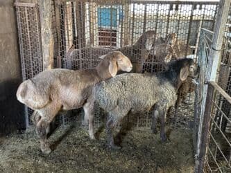 продажа щенков немецкой овчарки в бишкеке с документами: Продаю | Овца (самка) | Для разведения — 6