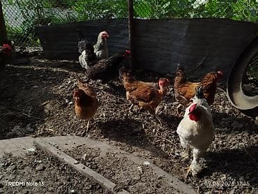 кальций для животных: Продаю | Куры | Домашняя | Несушки — 3