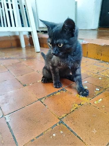 кошки мальчики: 3 месяца, Мальчик, Приучена к лотку — 1