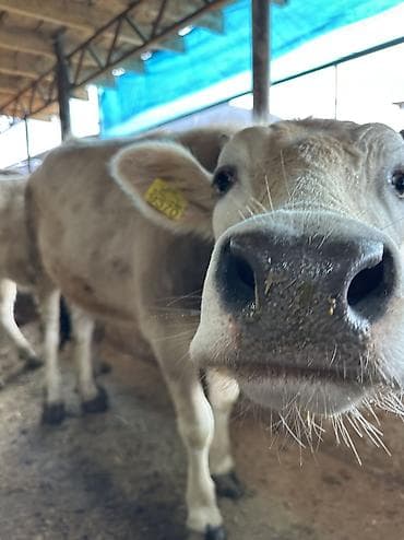 ат ургачы: Продаю | Тёлка — 3