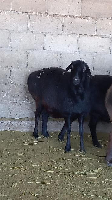 Айыл-чарба жаныбарлары: Сатам | Ургаачы кой (ургаачы) — 1