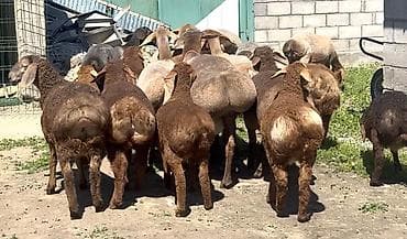 баранья шерсть: Продаю | Ягненок, Баран (самец) | Арашан | Для разведения — 1