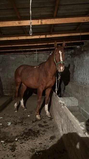 Продаю | Конь (самец) | Рабочий