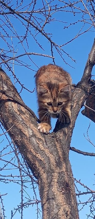 Отдам даром кошку: Котята разные,к лотку приучены .Хотелось бы пристроить в добрые и — 10