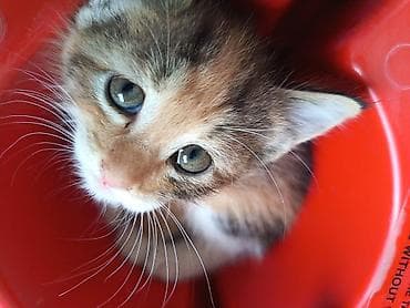 продажа кота: Котята, помёт из трёх малышей: - Два рыжих тигровых (мальчики) с — 2