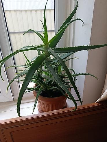 Алоэ: Продаю алоэ 5 летник — 1